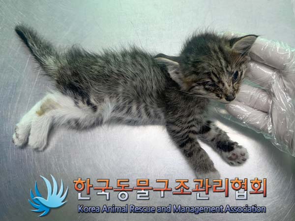 한국동물구조관리협회_411318202400256