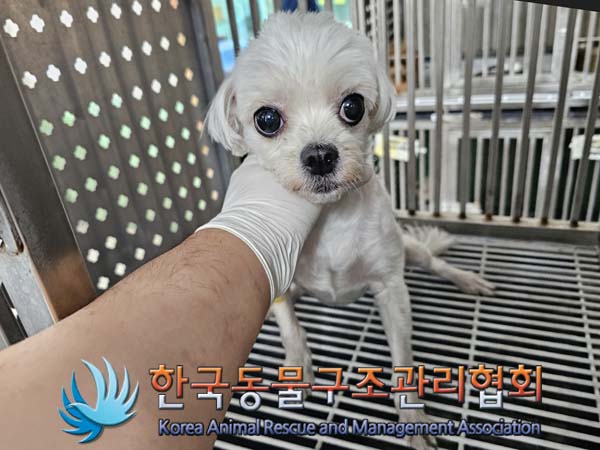 종료(반환) 말티즈…