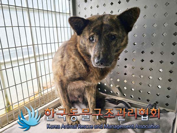 한국동물구조관리협회_441406202401162