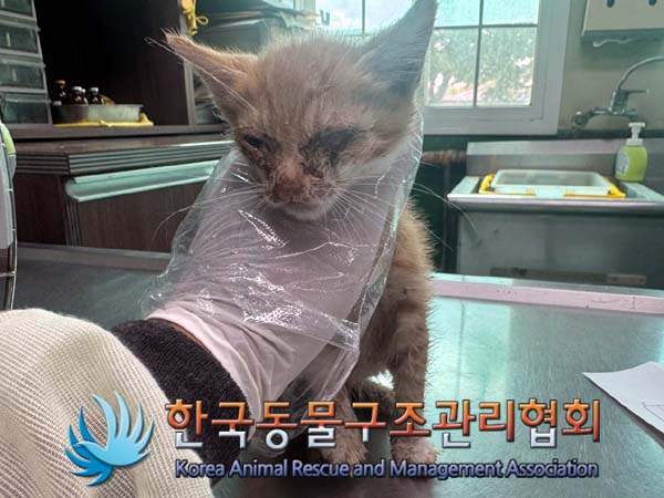 한국동물구조관리협회_441560202400688