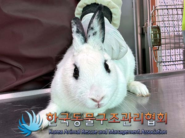 한국동물구조관리협회_411323202400729