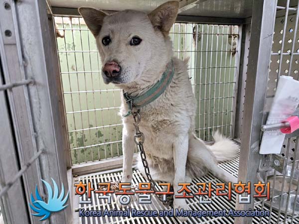 종료(안락사) 믹스…