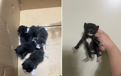보호중 한국 고양이…