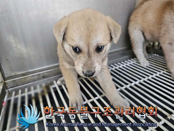 보호중 믹스견의 가…
