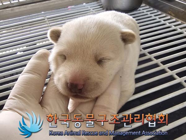 종료(안락사) 믹스…