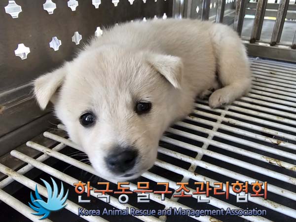 한국동물구조관리협회_441406202401155