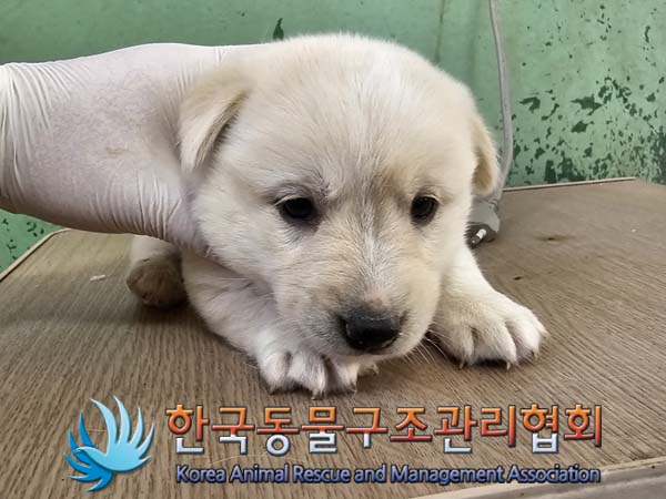 한국동물구조관리협회_441560202400684