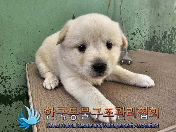 한국동물구조관리협회_441560202400686