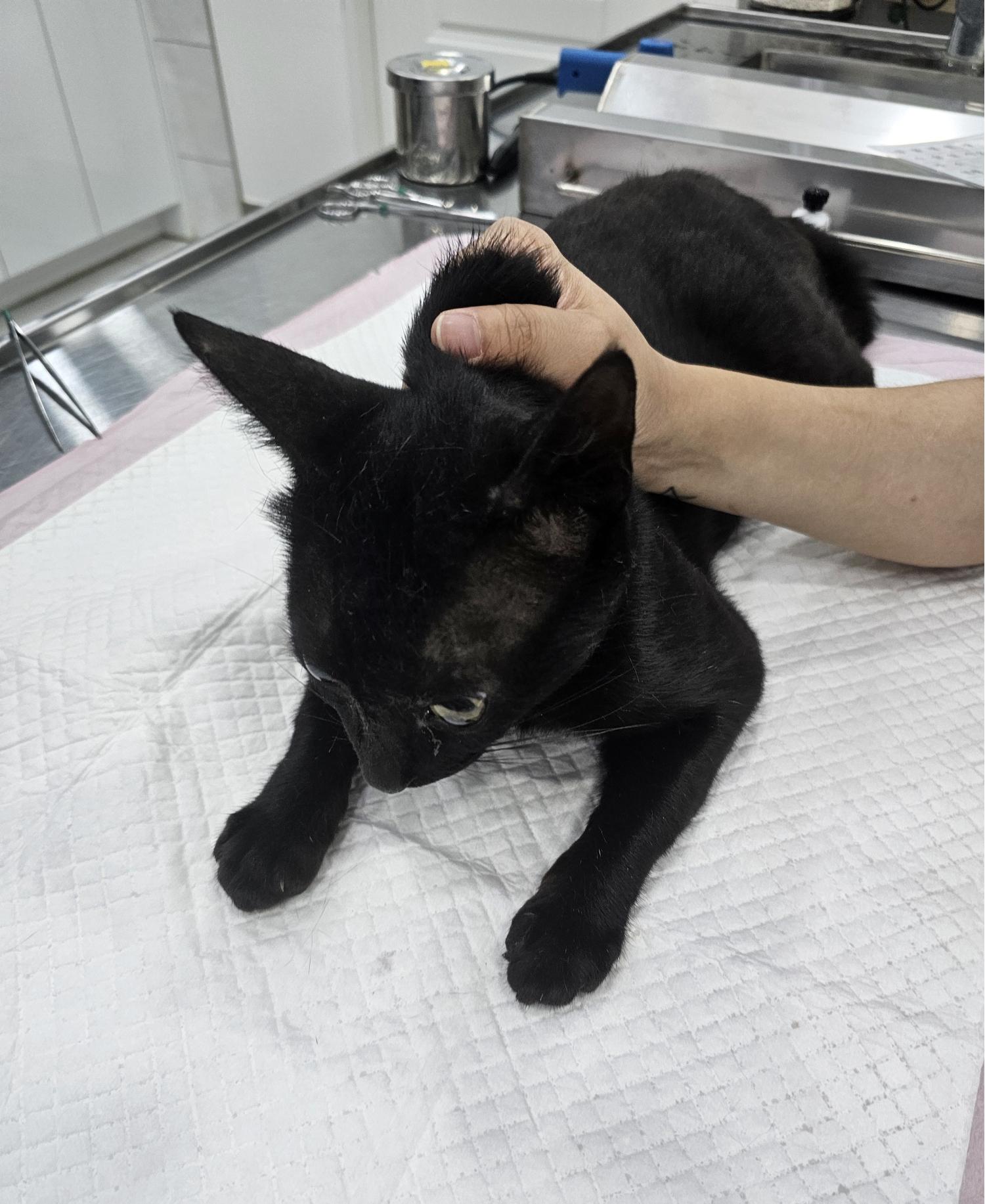 창녕 유기동물보호소_448541202401123