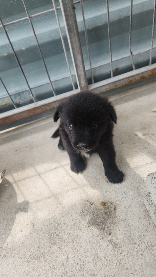 익산유기동물보호소_445468202401846
