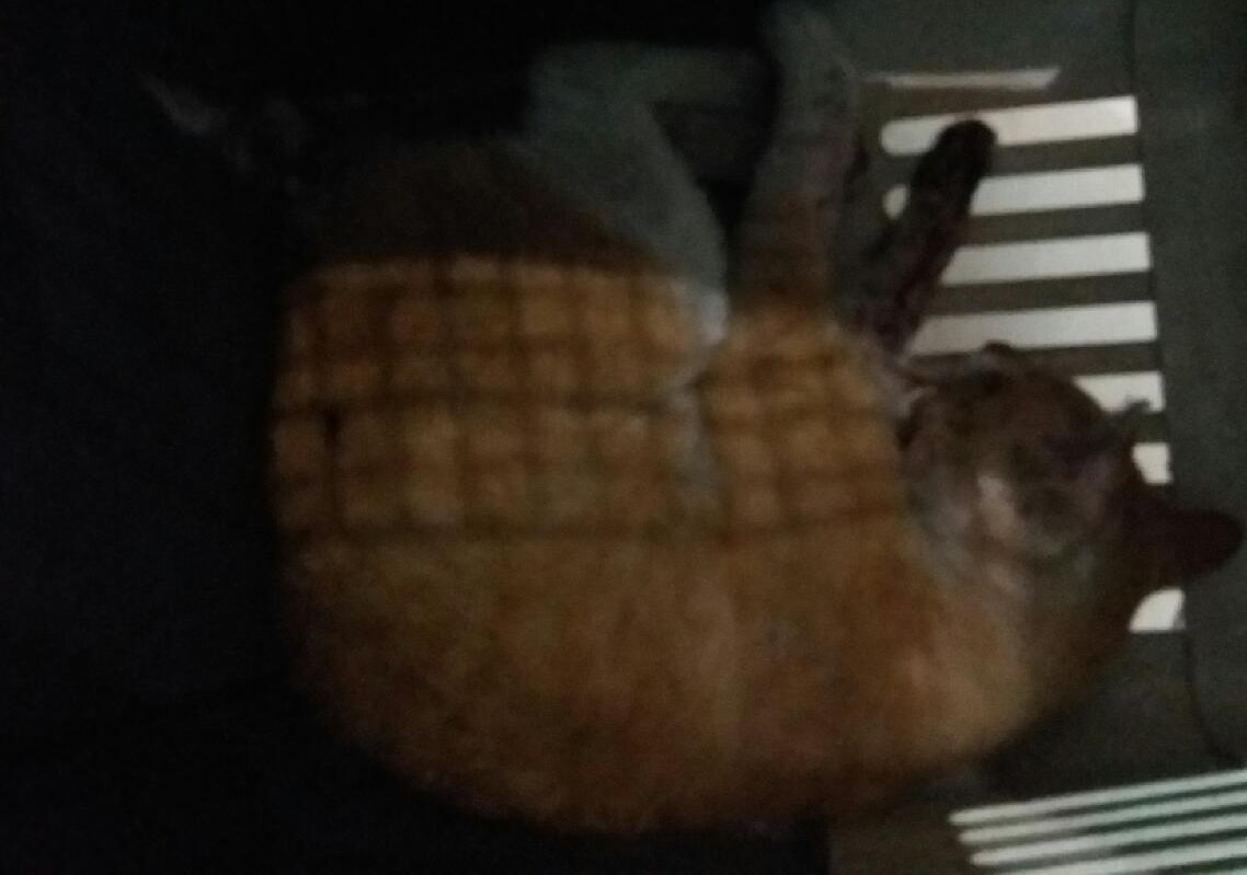 종료(자연사) 한국…