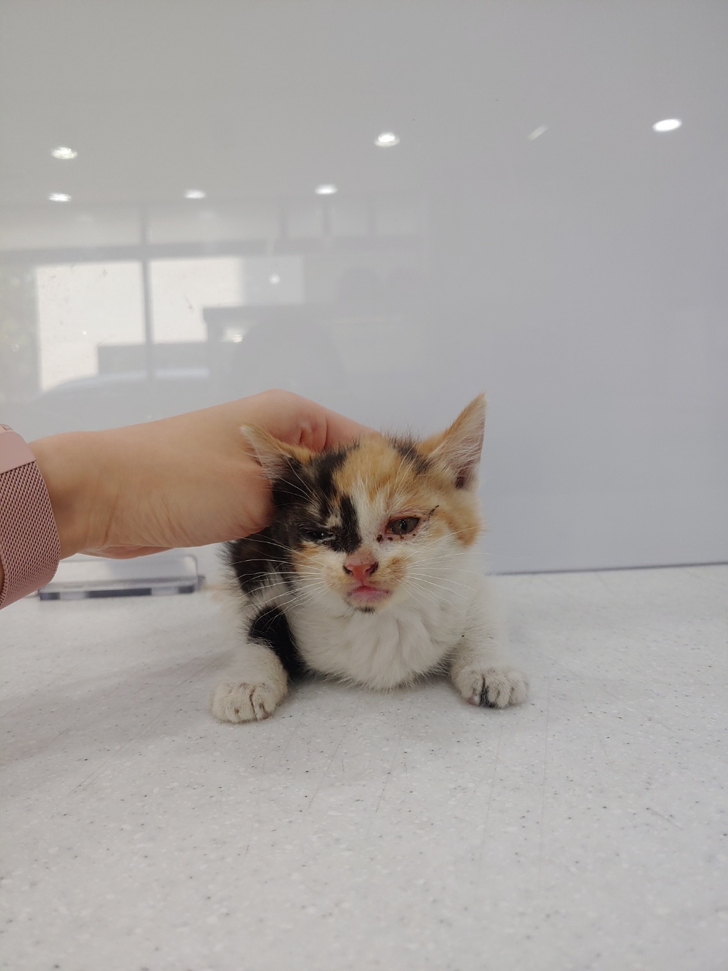 사랑동물병원_431370202400570