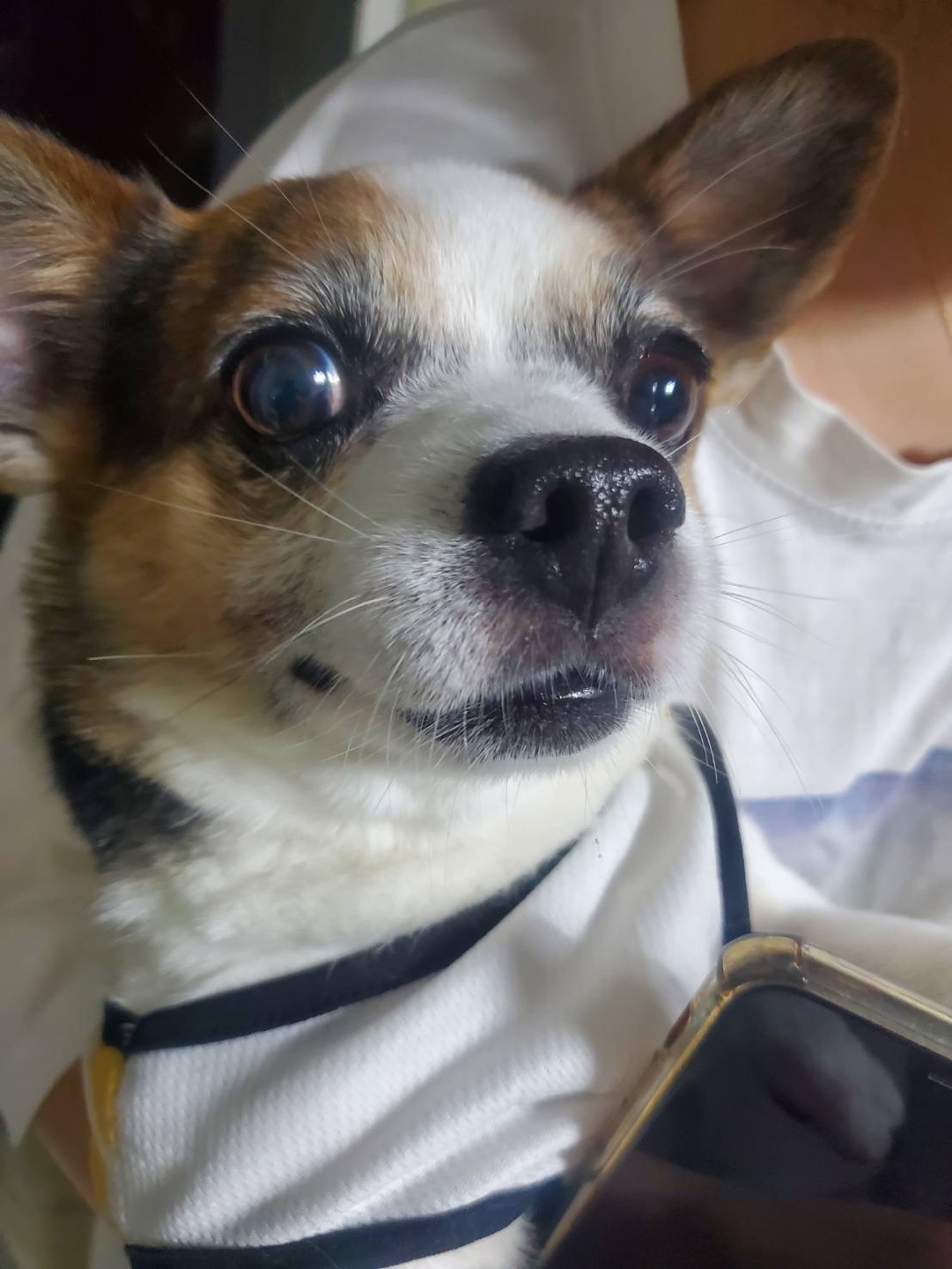 한국야생동물보호협회_441383202400325