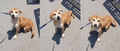 부산동물보호센터_426326202400268
