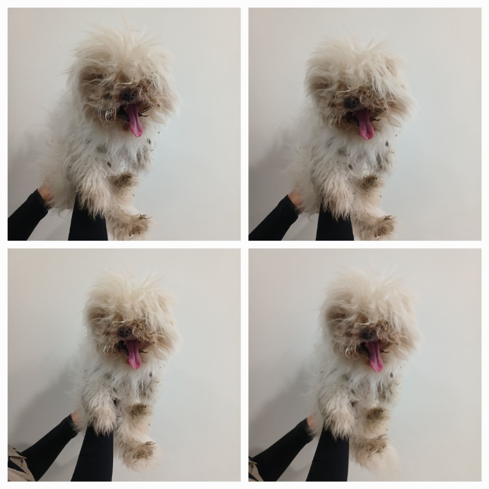 천안시 동물보호센터_444449202401405
