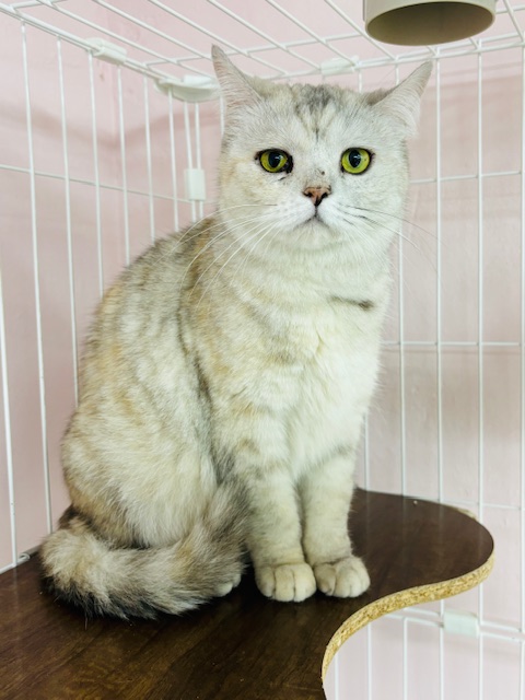 [고양이] 아메리칸 쇼트헤어 경기-시흥-2024-00312 유기동물 배경 이미지 입니다.