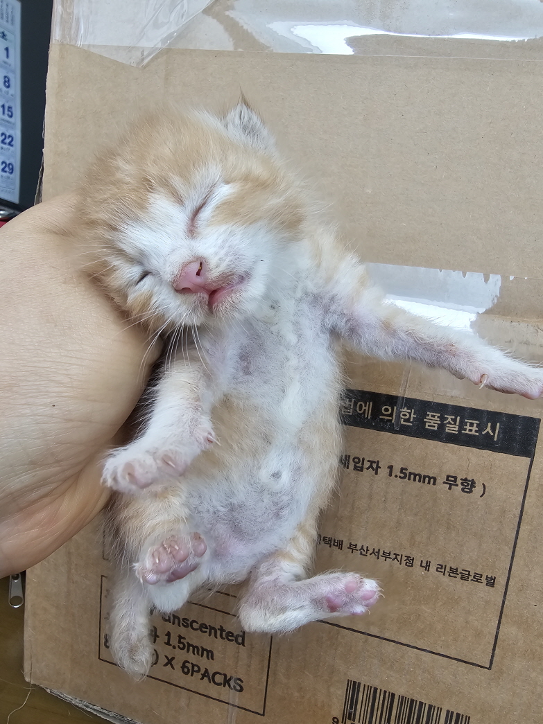 보호중 한국 고양이…