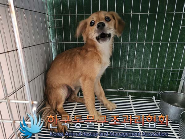 한국동물구조관리협회_441414202400438