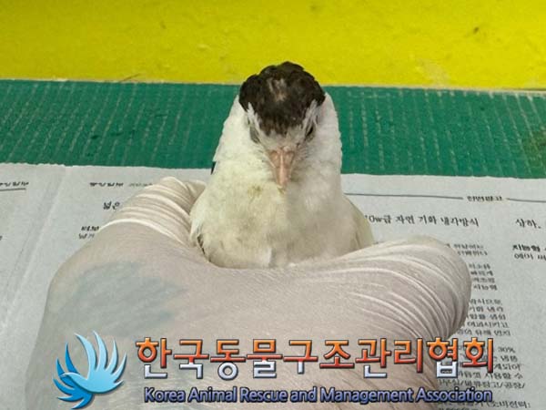 종료(자연사) 메추…