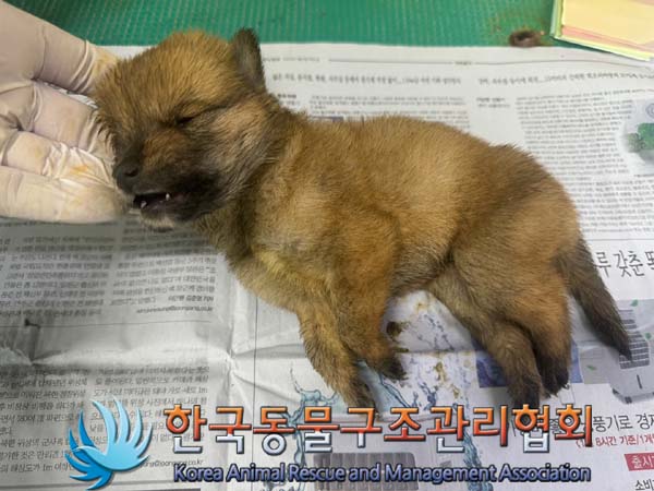 한국동물구조관리협회_441392202400195