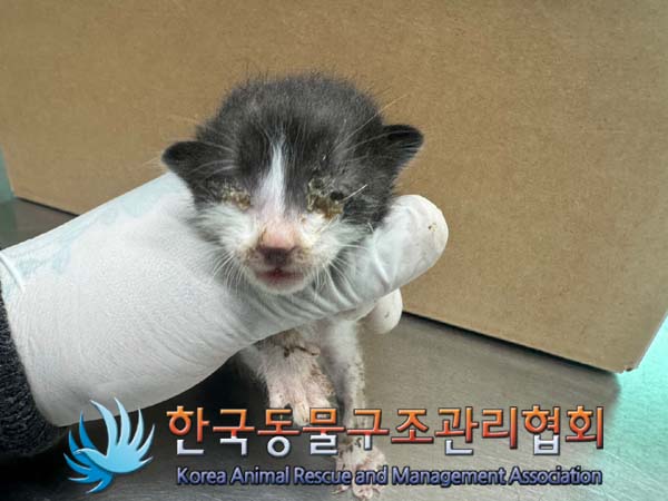 한국동물구조관리협회_441382202400543