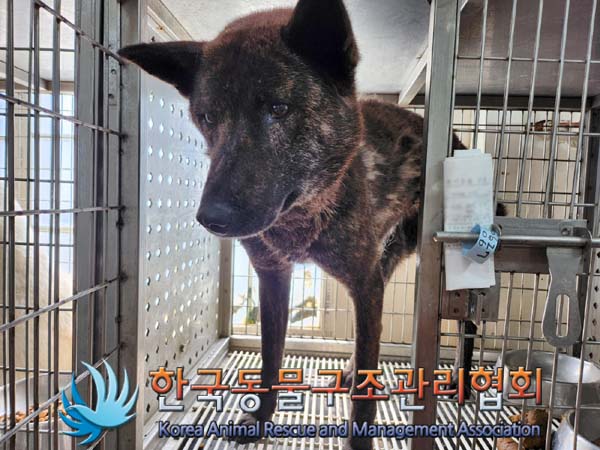 종료(안락사) 믹스…