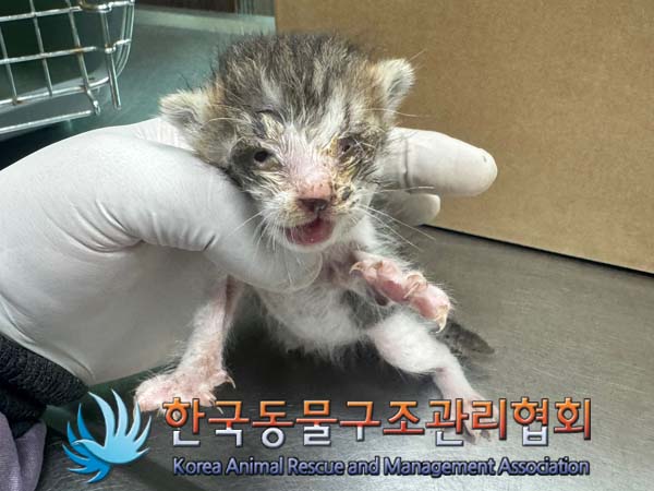 한국동물구조관리협회_441382202400547