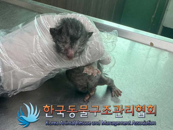 한국동물구조관리협회_441406202401179