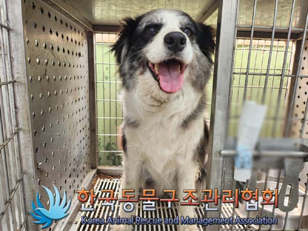 한국동물구조관리협회_441406202401174