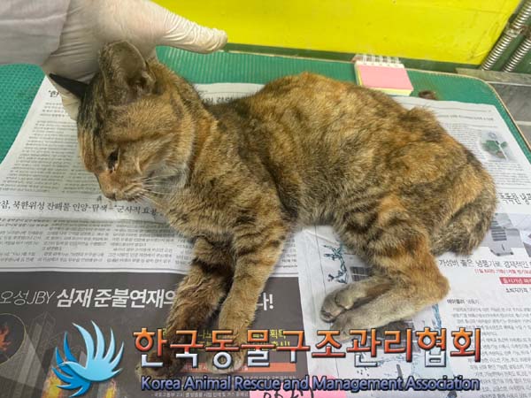 한국동물구조관리협회_411311202400564