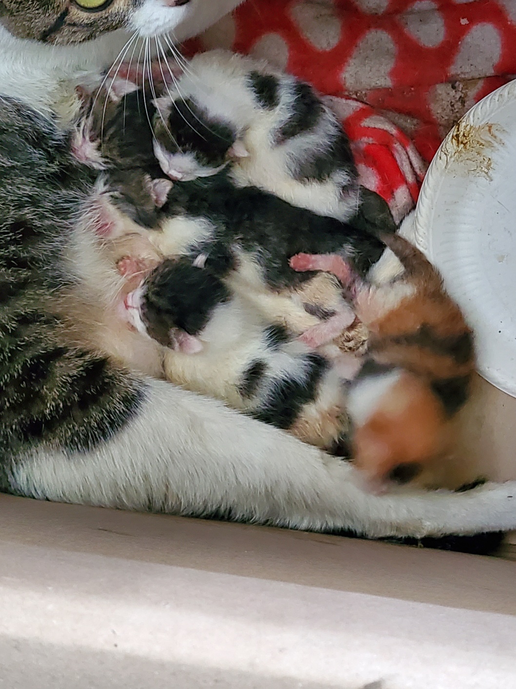 평택시유기동물보호소_441391202401651