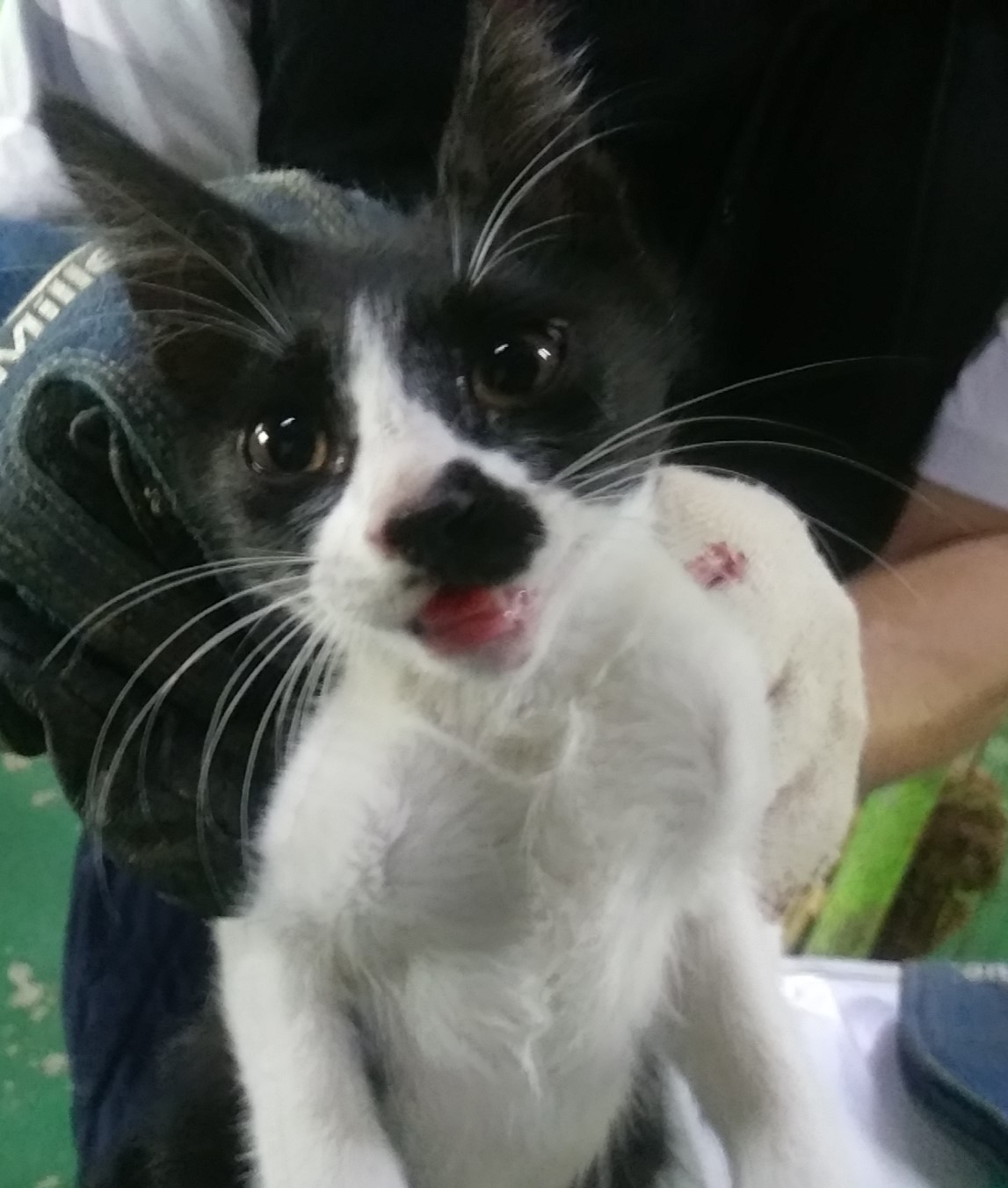 인천광역시수의사회_428352202400316