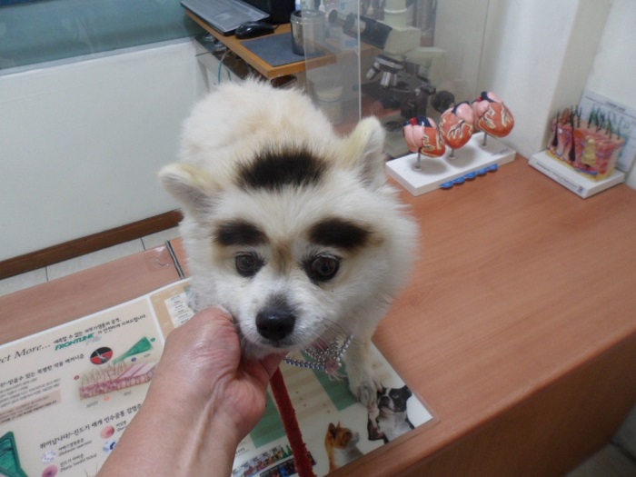 강현림동물병원_411320202400349