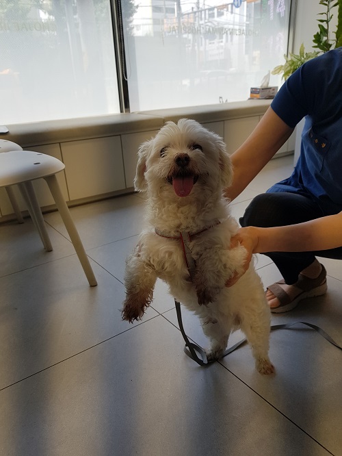 조재진동물병원_428354202400755