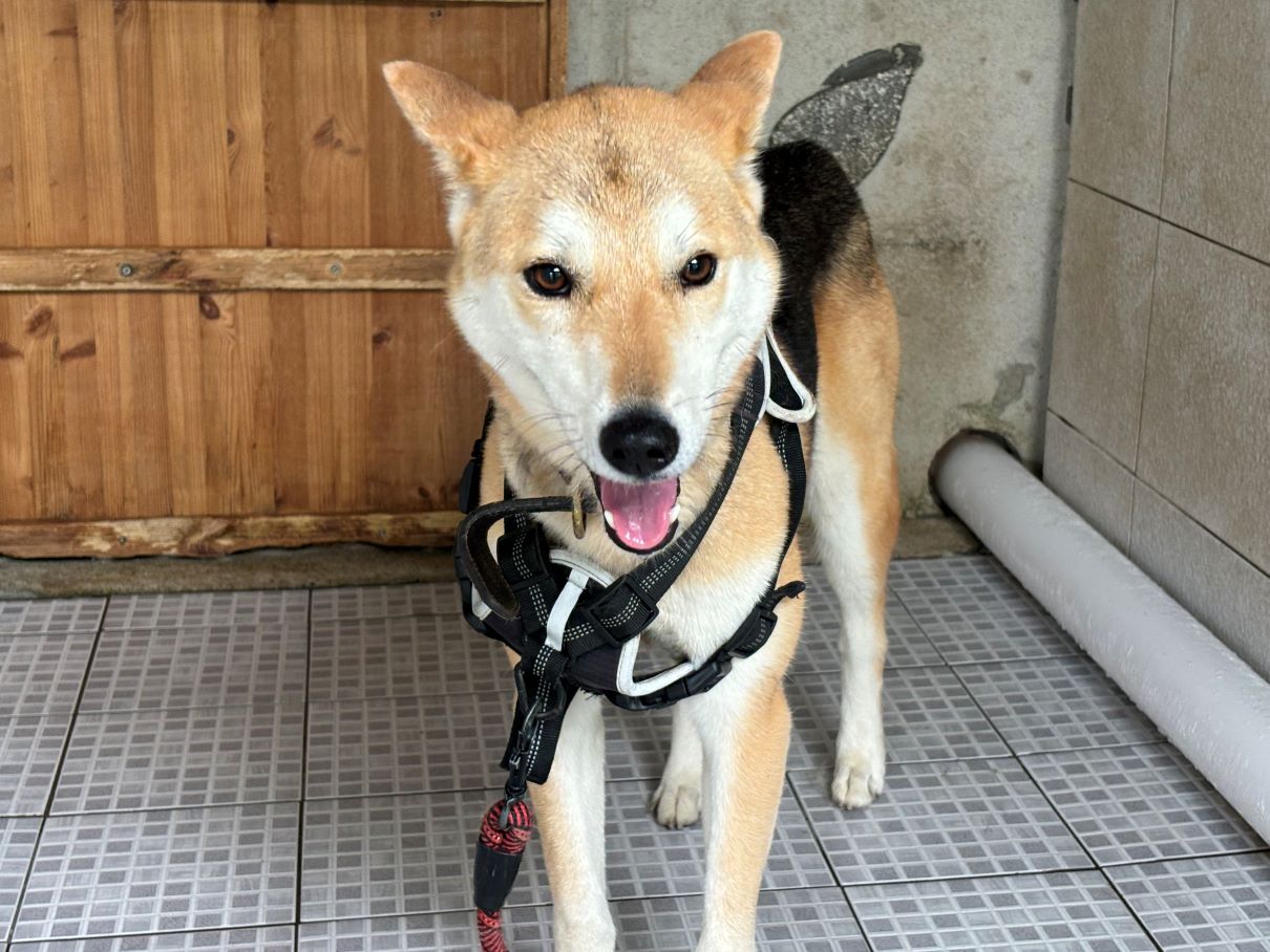 광주 동물보호소_429359202400307