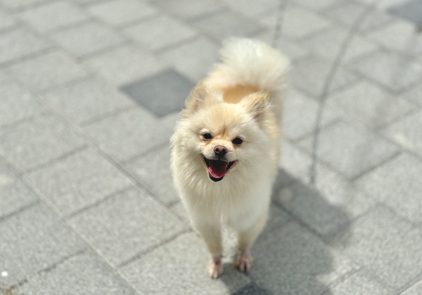 보호중 포메라니안의…