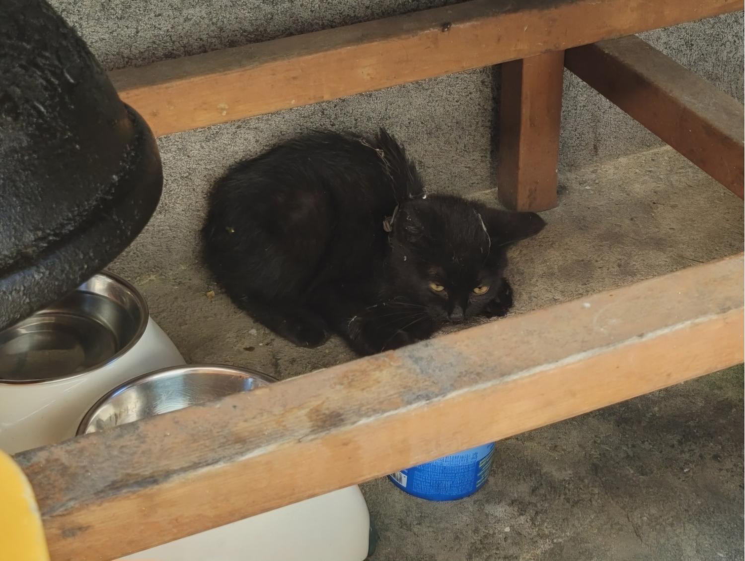 강릉시 동물사랑센터_442420202400361
