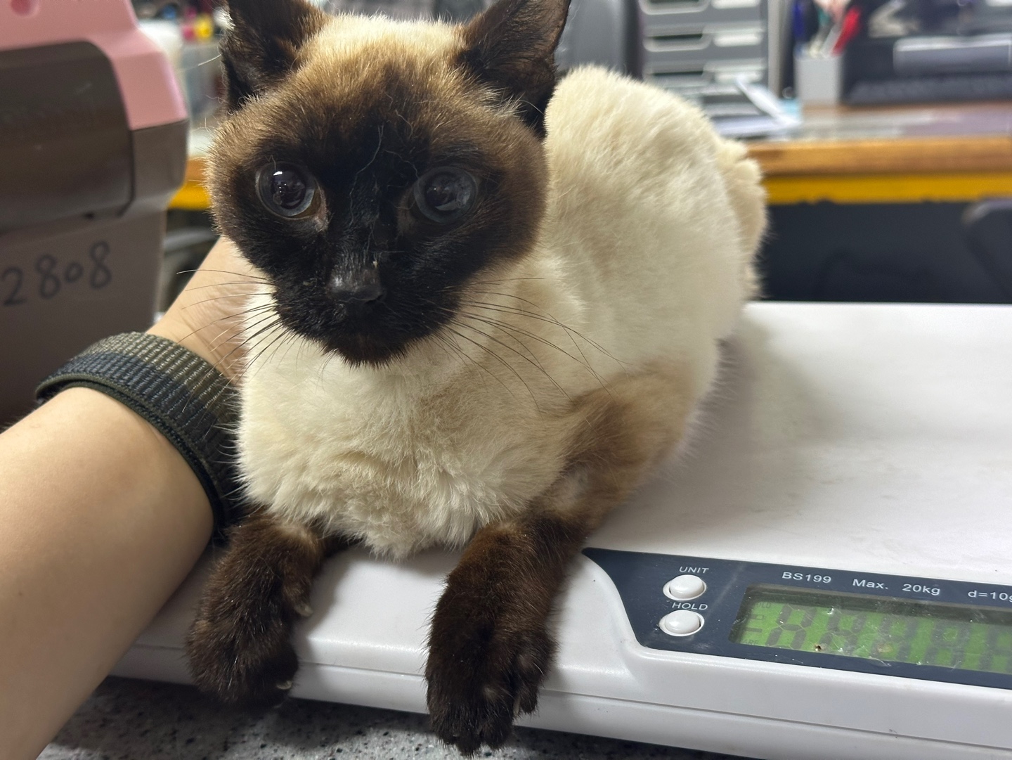 광주 동물보호소_429361202400312