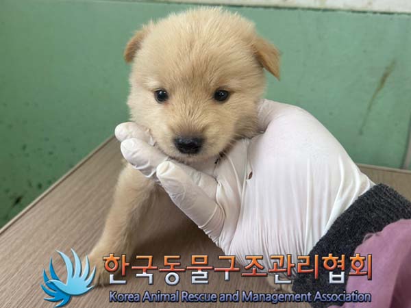 보호중 믹스견의 가…