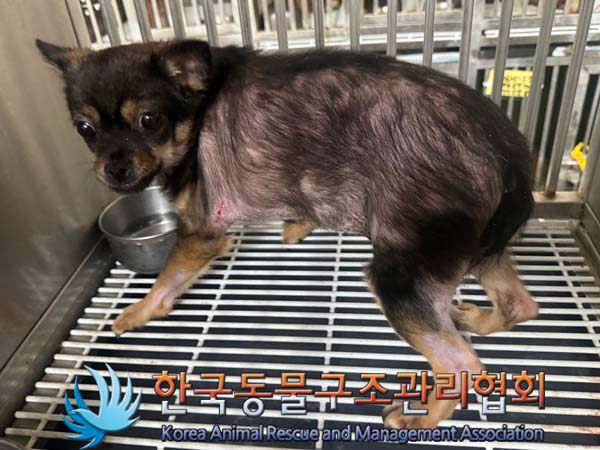 한국동물구조관리협회_411309202400200