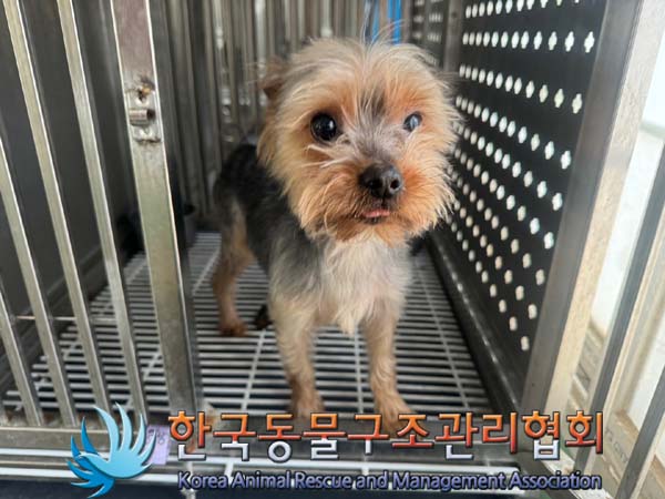 종료(반환) 요크셔…