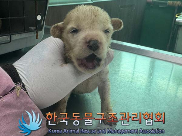 한국동물구조관리협회_441392202400203