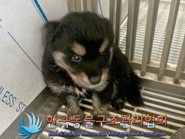 보호중 믹스견의 가…