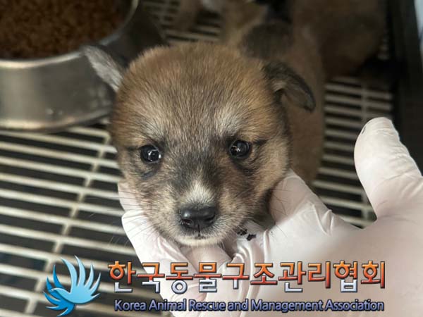 한국동물구조관리협회_441414202400441