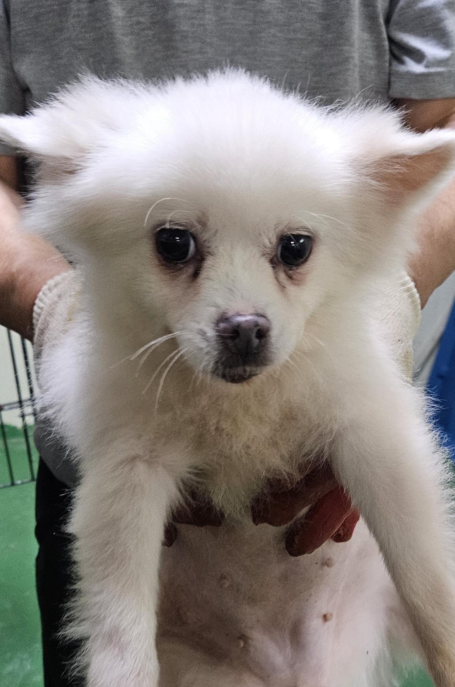 대구유기동물보호센터_427342202400624