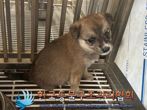 한국동물구조관리협회_441414202400440