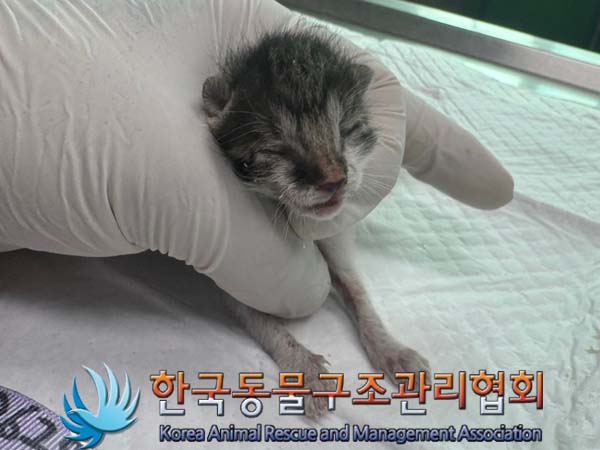 한국동물구조관리협회_411310202400554