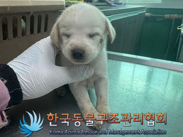 종료(안락사) 믹스…