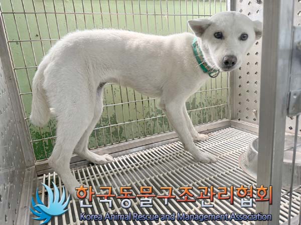 한국동물구조관리협회_411323202400737