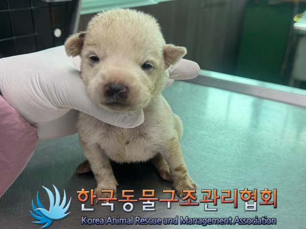 한국동물구조관리협회_441392202400202